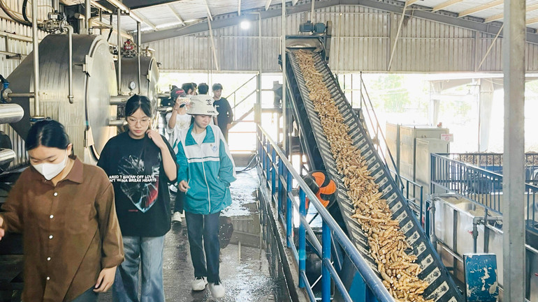 Quy trình sản xuất tinh bột sắn của nhà máy chế biến tinh bột sắn Hướng Hóa khiến nhiều học sinh tò mò, thích thú.