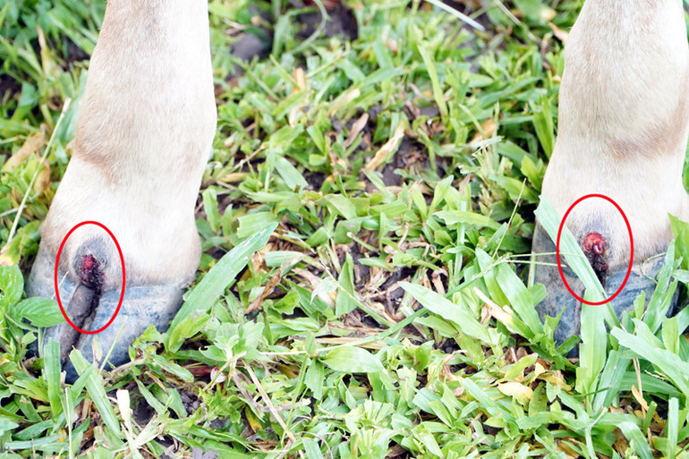 Chân của con bò đang bị dịch bệnh lở mồm long móng cần được tiêm vaccine điều trị.