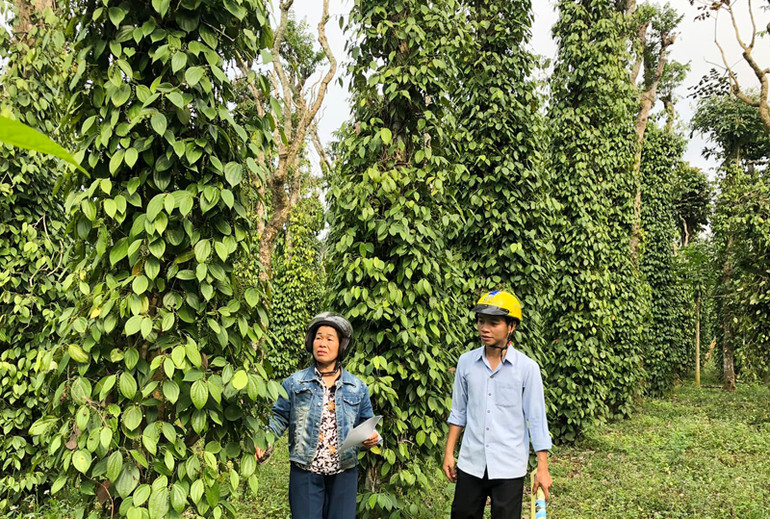 Nhiều vườn tiêu hữu cơ để xuất sản phẩm qua thị trường Mỹ nhằm tăng thu nhập, cải thiện cuộc sống người dân.