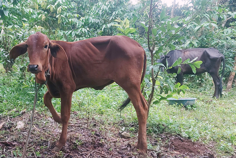 Dịch bệnh lở mồm long móng trên đàn trâu bò của hai huyện Hướng Hóa và Đakrông đang diễn biến phức tạp.