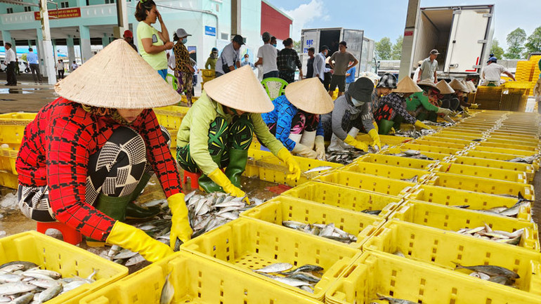 6 tháng đầu năm 2023, khai thác và nuôi trồng thủy sản của Kiên Giang hơn 357.800 tấn.