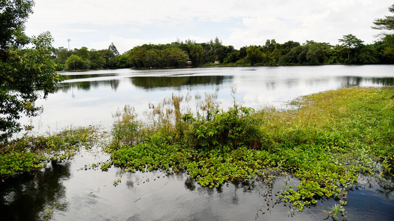 Ao nước tại Công viên văn hóa An Hòa.