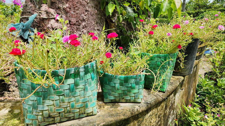 Chậu trồng hoa kiểng.