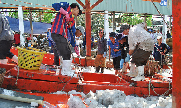 Ngư phủ bốc dỡ cá từ tàu lên cảng Tắc Cậu, huyện Châu Thành, tỉnh Kiên Giang. (Ảnh Việt Tiến)