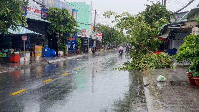 Mưa dông làm nhiều cây trồng ở khu vực đô thị đổ ngã.