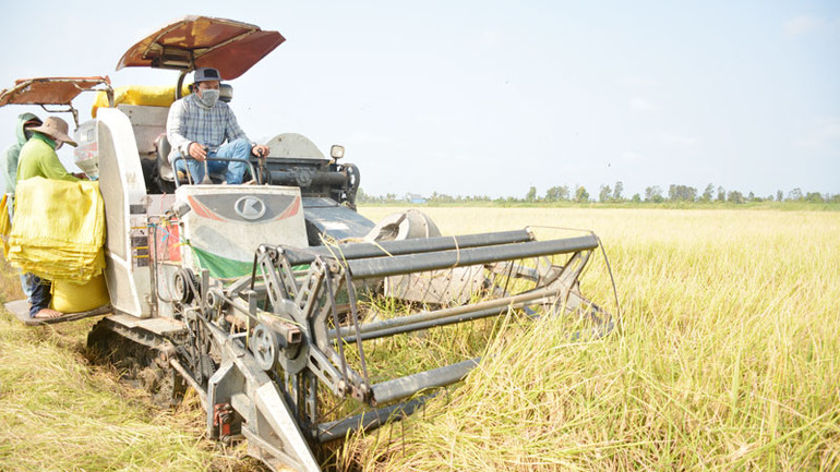 Kiên Giang thu hoạch 75,4% diện tích gieo trồng lúa, sản lượng ước 3,6 triệu tấn.