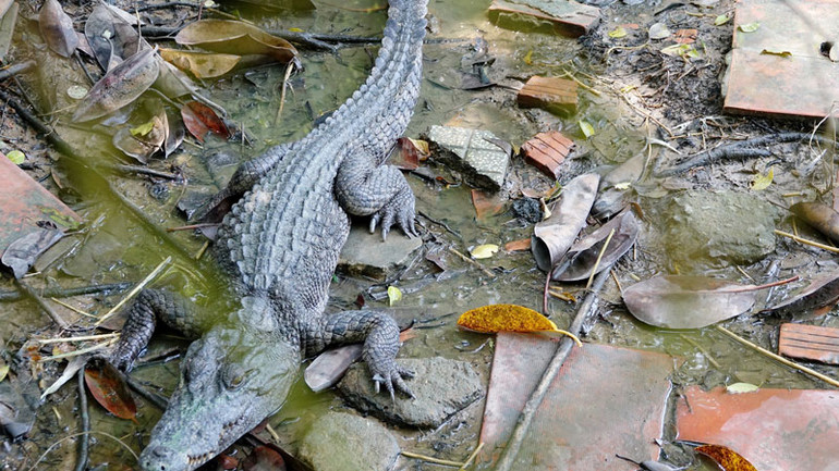 Cá sấu xổng chuồng.