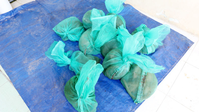 10 con khỉ đuôi dài thuộc nhóm II B nằm trong danh mục động vật rừng nguy cấp, quý hiếm.