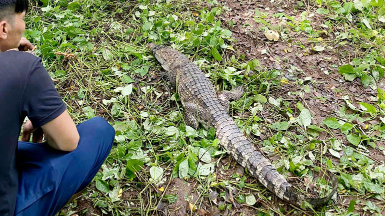 Cá sấu xổng chuồng được tìm thấy trưa 9/11.