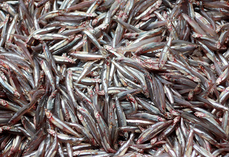 Cá cơm làm mắm được đánh bắt đúng mùa (từ tháng 10, 11 âm lịch đến tháng 3, tháng 4 năm sau) bảo đảm độ béo, độ đạm "lý tưởng".