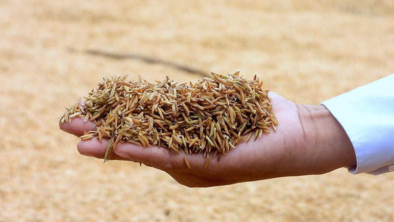 Lúa ST25 của nhà nông xã Biển Bạch thu hoạch gặp ngay mưa liên tục, bị ẩm, bén rễ non.