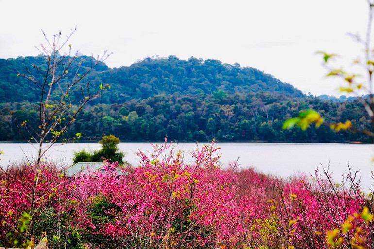 Cảnh ở đảo hoa Pá Khoang đẹp rất riêng.