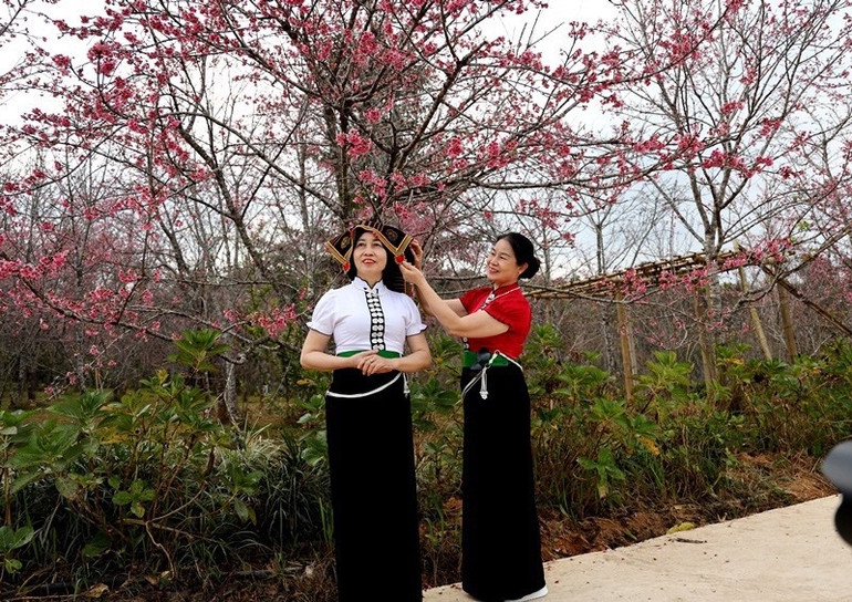 Làm duyên dưới gốc hoa anh đào.