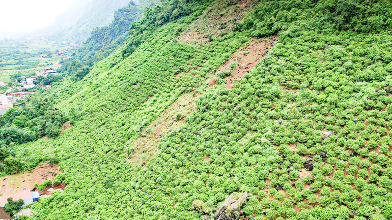 Na thích nghi trên sườn núi, không chỉ phủ xanh đồi, núi trọc, mà còn mang lại thu nhập khá cho người dân, chủ yếu là đồng bào dân tộc thiểu số.