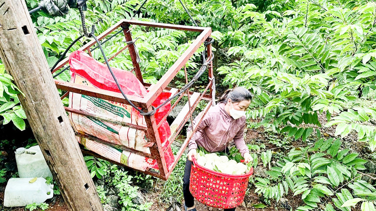 Người dân Võ Nhai tời na từ trên núi xuống để vận chuyển được nhiều và tránh cho quả bị dập nát.