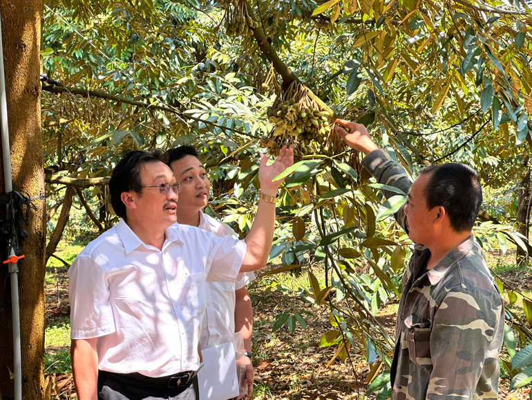 Vườn sầu riêng của hộ anh Ri (Gia Lai) được đầu tư hệ thống tưới hiện đại, áp dụng đúng quy trình tiêu chuẩn kỹ thuật nên đã được cấp mã vùng trồng để xuất khẩu.