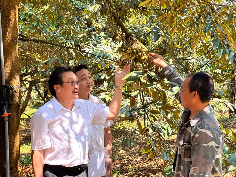 Vườn sầu riêng của hộ anh Ri (Gia Lai) được đầu tư hệ thống tưới hiện đại, áp dụng đúng quy trình tiêu chuẩn kỹ thuật nên đã được cấp mã vùng trồng để xuất khẩu. Vườn sầu riêng của hộ anh Ri (Gia Lai) được đầu tư hệ thống tưới hiện đại, áp dụng đúng quy trình tiêu chuẩn kỹ thuật nên đã được cấp mã vùng trồng để xuất khẩu.