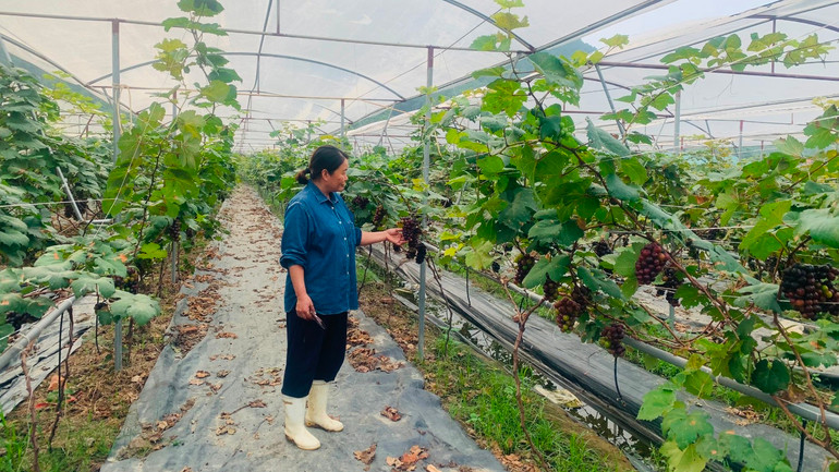 Mô hình trồng nho công nghệ cao tại xóm Thiên Tân, xã Thượng Tân Lộc, huyện Nam Đàn. Mô hình trồng nho công nghệ cao tại xóm Thiên Tân, xã Thượng Tân Lộc, huyện Nam Đàn.