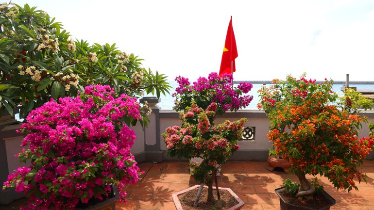 Hoa sứ, hoa giấy chịu được thời tiết khắc nghiệt nhưng vẫn cần sự chăm sóc tận tình.