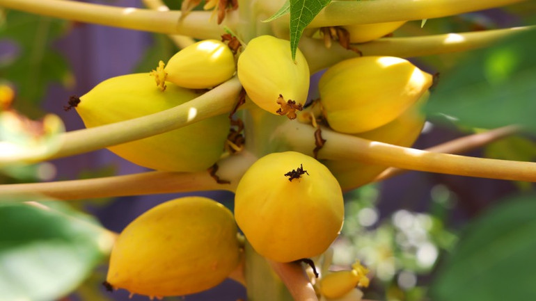 Giống đu đủ vàng được sư thầy chăm sóc rất kỹ lưỡng.