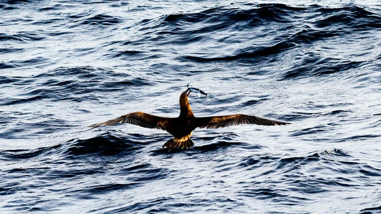 Câu chuyện sinh tồn gợi nhiều suy tưởng.