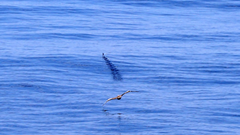 Màn rượt đuổi trong tích tắc.