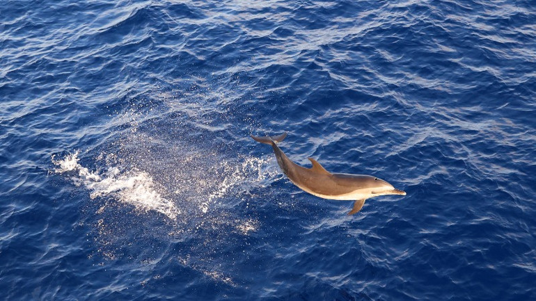 Cá heo tung mình rất uyển chuyển.