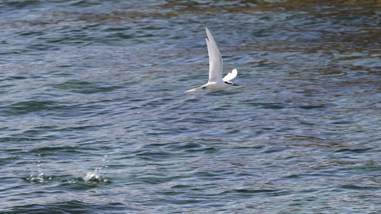 Cất cánh trên sóng biển.