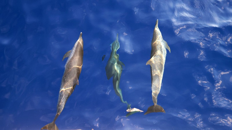 Cá heo "thả trôi" tự do sau những cú nhảy.