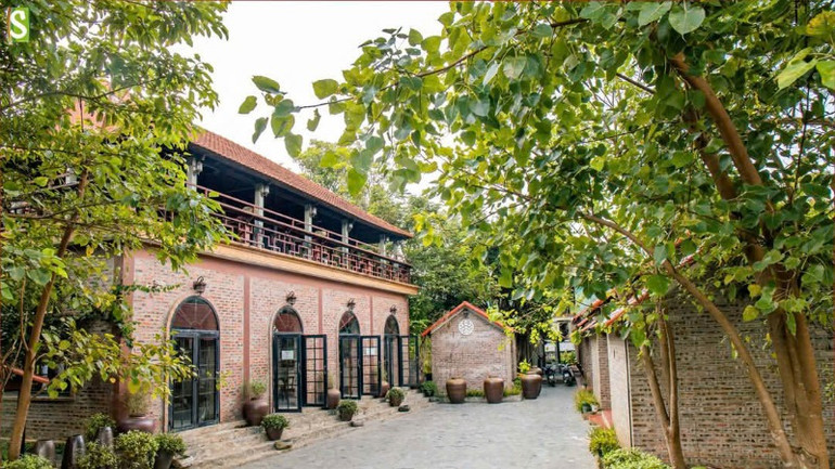 Bồ đề được trồng nhiều trong khuôn viên.