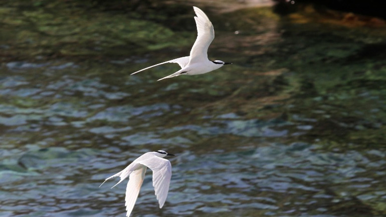 Đôi hải âu sải cánh giữa trùng khơi.