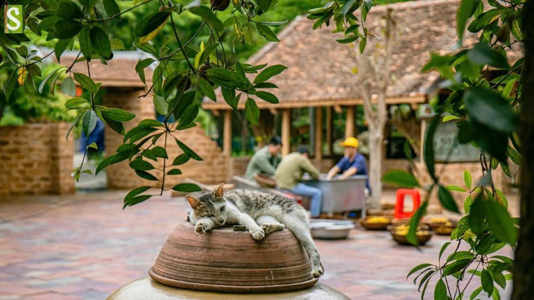 Nét bình yên của làng quê Việt.