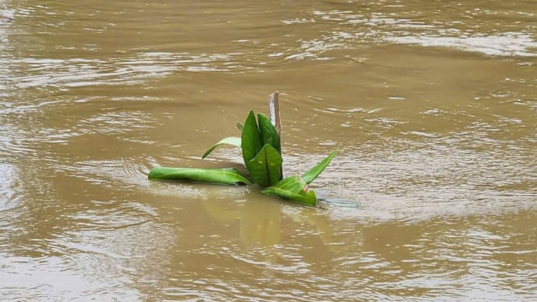 Nhiều đợt mưa lũ khiến cây cối, nhất là bàng vuông bị ngập.