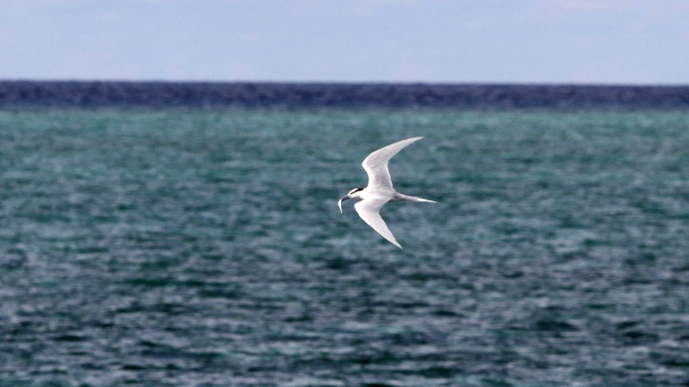 Sải cánh giữa mênh mông.