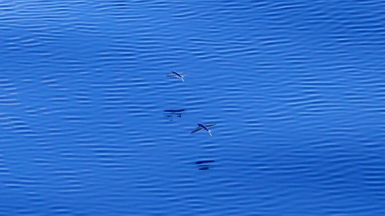 Khi vút lên mặt nước, cá chuồn trông như một loài chim.