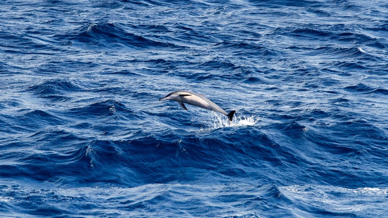 Cá heo lại mang đến nhịp điệu tươi vui, ngộ nghĩnh.