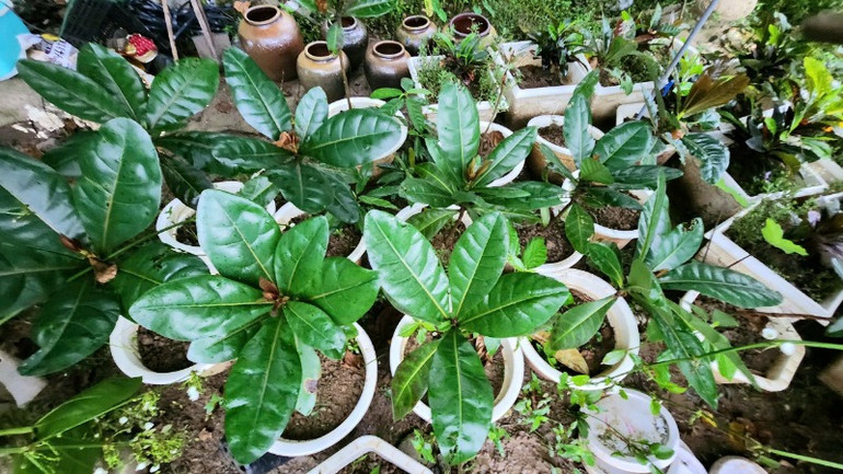 Chị Nhàn lại tiếp tục ươm trồng nhiều lứa cây mới.