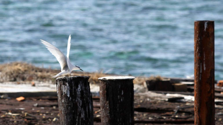 Pông-tông cũ thành nơi để mái ấm chim hải âu trú ngụ.