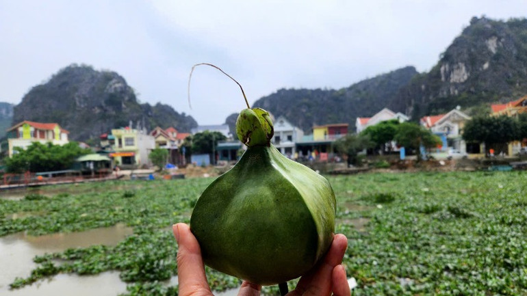 Quả bàng vuông trên đất Gia Viễn, Ninh Bình.