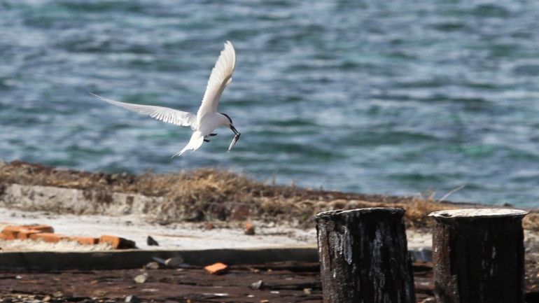 Chuyện "mái ấm" của hải âu trên đảo Đá Lớn ảnh 7