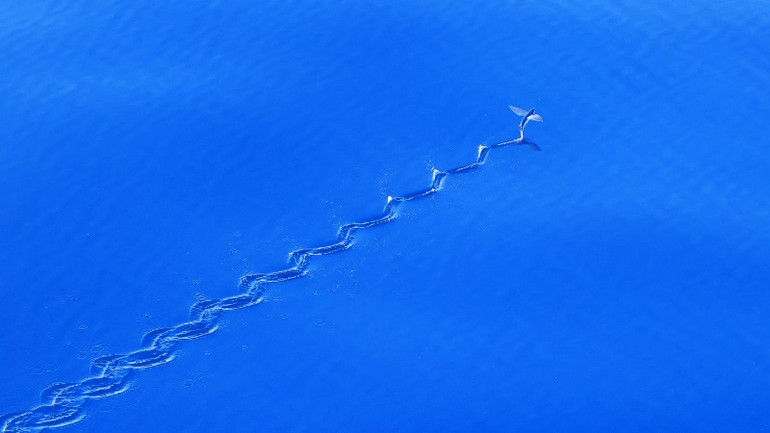 Sự vút lên vô cùng đẹp mắt của cá chuồn.