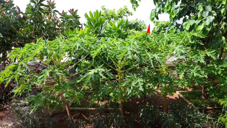 Khu vườn xanh như ở đất liền.