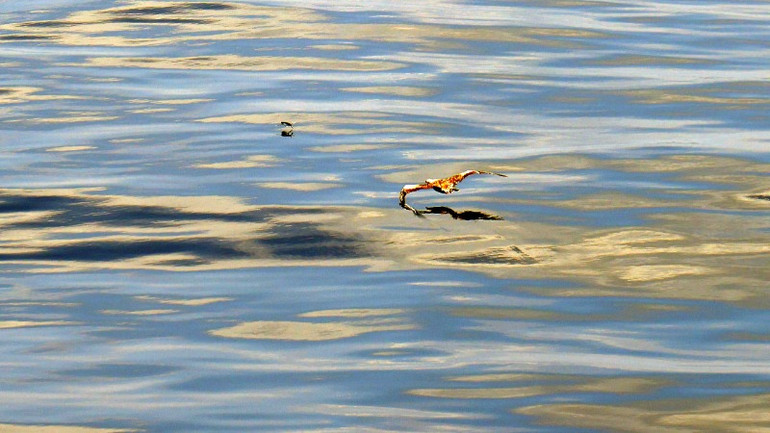 Ó biển săn cá chuồn trong khung cảnh hoàng hôn.