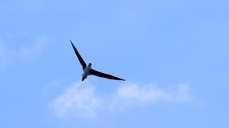 Ó biển luôn chực chờ săn "đường bay" của cá.