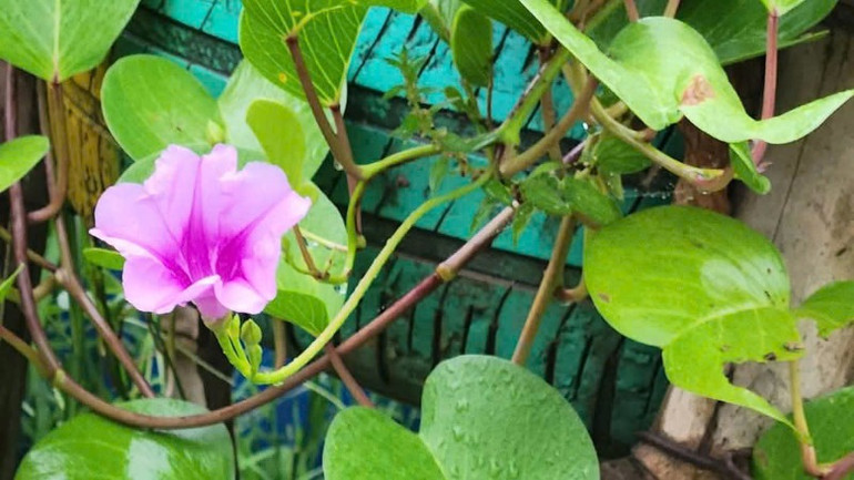 Hoa muống biển đầy lãng mạn trong khuôn viên.