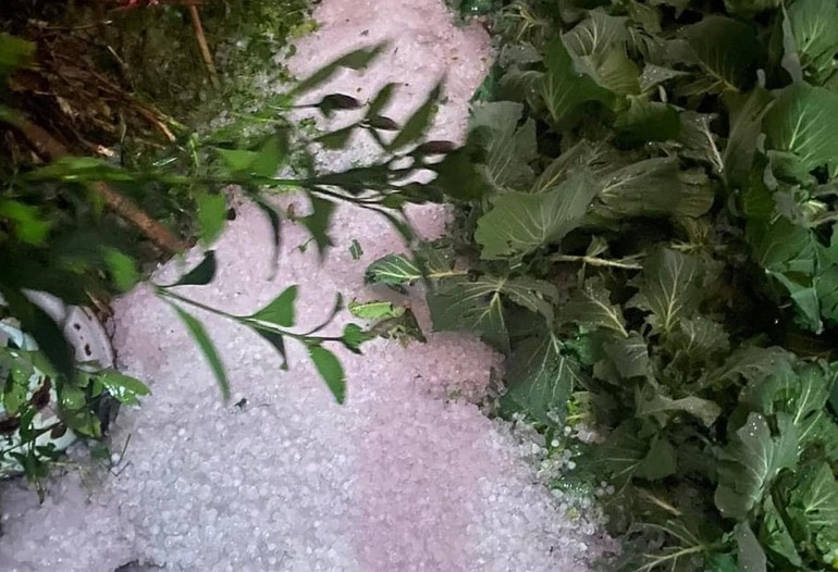 Những lớp đá theo mưa rơi xuống làm thiệt hại nặng nề hoa màu.