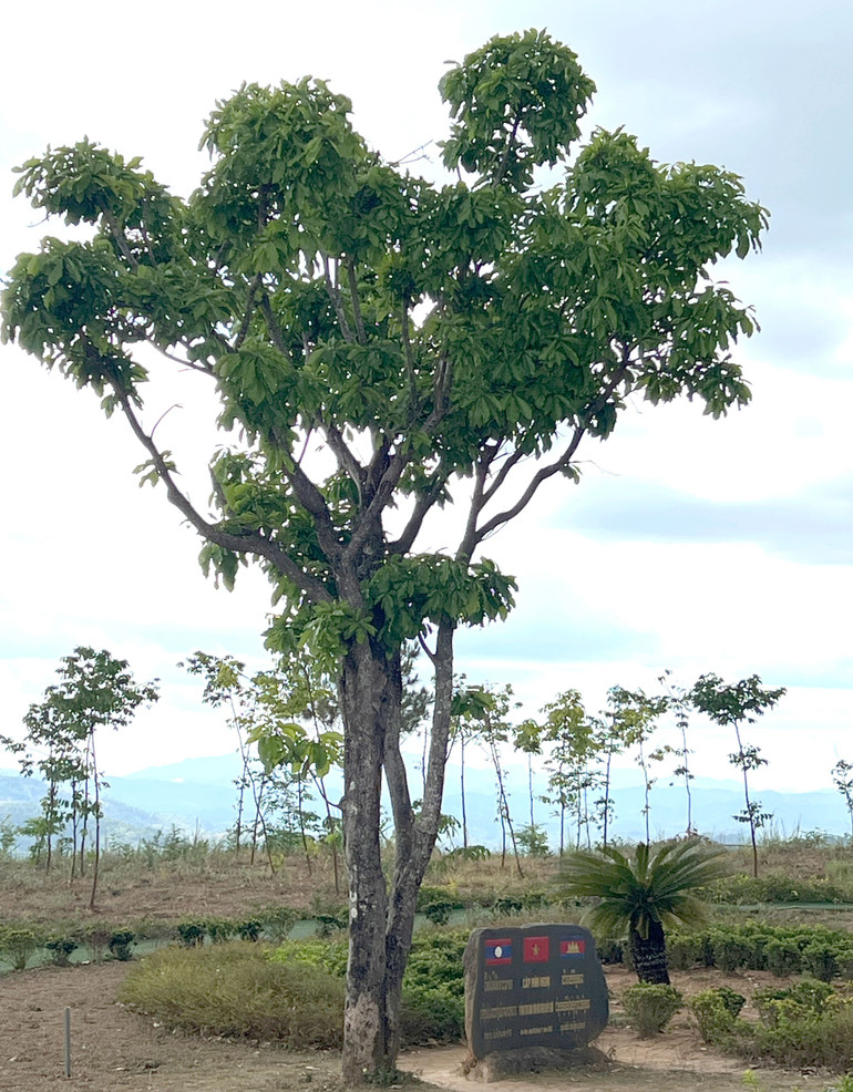 Cây hữu nghị vươn xanh trên mảnh đất biên giới.