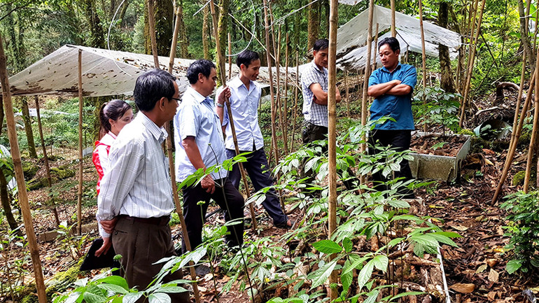 Người dân tham gia trồng sâm Ngọc Linh trên dãy núi Ngọc Linh.