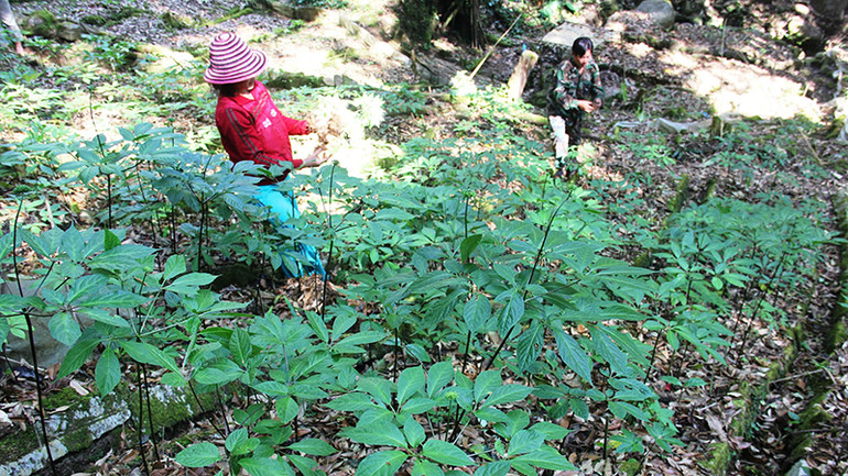 Người dân tham gia trồng sâm Ngọc Linh trên dãy núi Ngọc Linh.