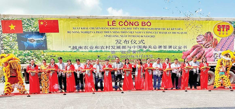 Lễ công bố xuất khẩu chuyến hàng khoai lang đầu tiên sang Trung Quốc.